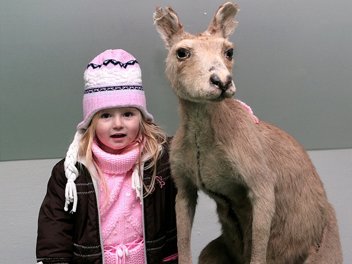Klokana milují všichni.