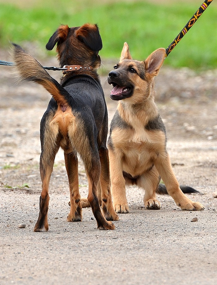 Bohemians Praha 1905 - FC MAS Táborsko 4:0 (3:0)