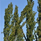 Začalo kácení topolů