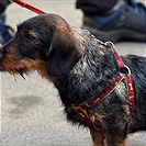 2. Vršovické posvícení v Ďolíčku