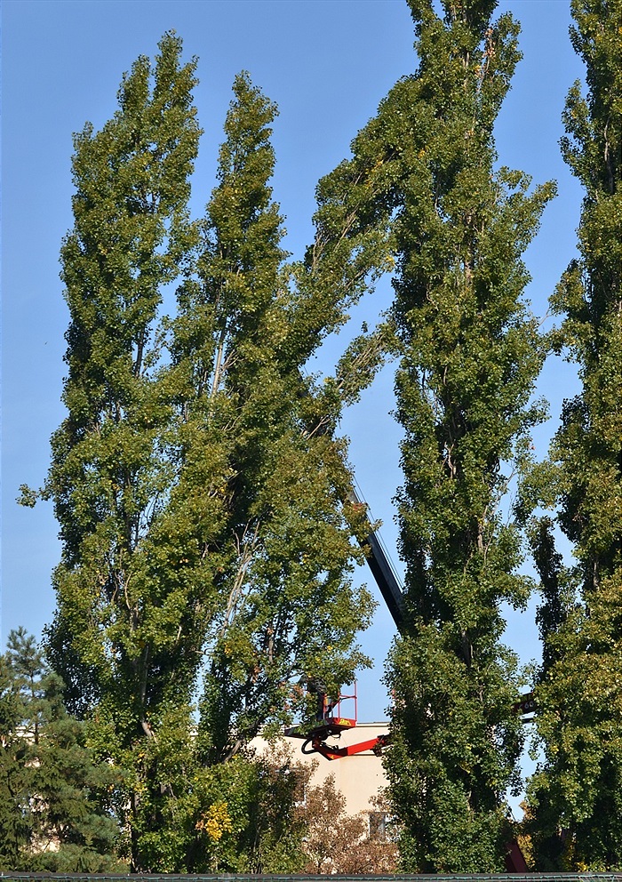 Začalo kácení topolů