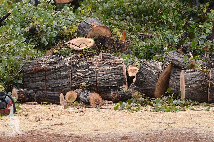 Ďolíček je již bez topolů