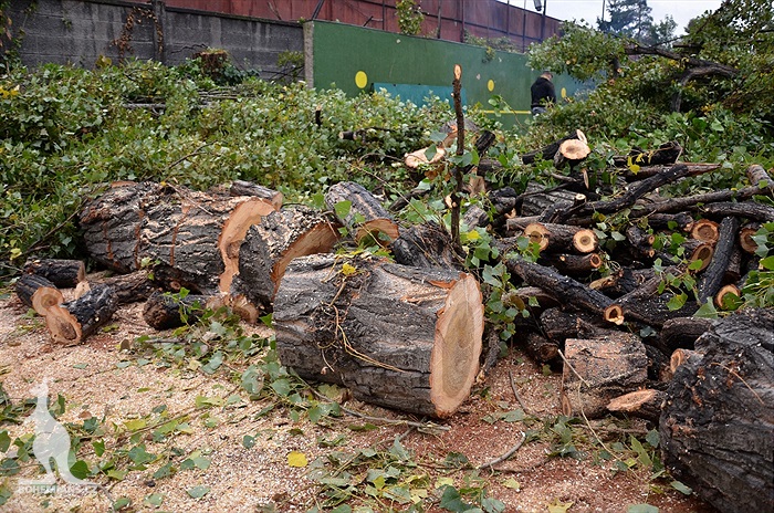 Ďolíček je již bez topolů